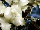 White Holy Leaves