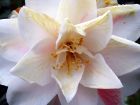 White Yellow Vein Camellia