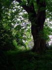 Woodland Shade Garden