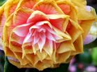 Yellowing Camellia