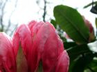 Young Rhododendron