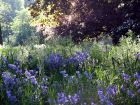 Long Spring Grass