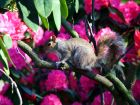 Rhododenodron Squirrel