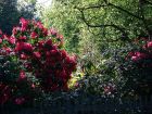 Shady Rhododendrons