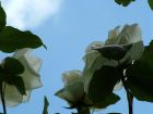 White Rose Blue Sky