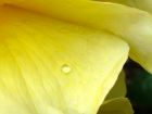 Yellow Rose Petal Closeup