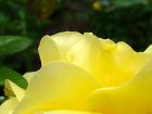 Yellow Rose Petal Leaf