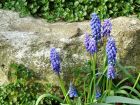 Purple Muscari Flower Grave