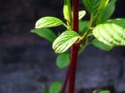 Rich Green Leaves