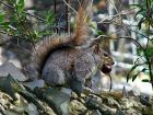 Squirrel Eating Acorn