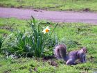 Squirrels Daffodil Path