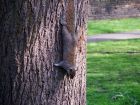 Tree Hugging Squirrel