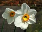 Twin Daffodil Brick Wall