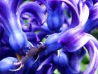 Violet Hyacinth