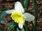 White Daffodil Closeup