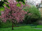 English Spring Blossom