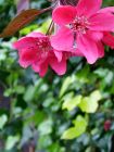 Ivy Pink Blossom