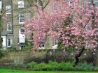 London Spring Blossom