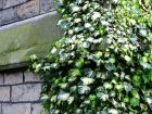 Overgrown Ivy Bricks