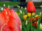 Red Tulips Church Yard