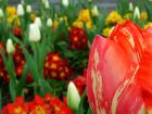 Red Tulips