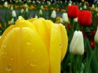 Red Yellow White Tulips