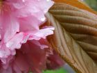 Rich Spring Blossom Leaves