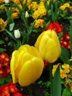 Spring Tulip Flowers