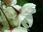 White Blossom Dew