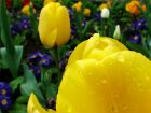 Yellow Tulip Blue Petnuia