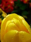 Yellow Tulip Petals