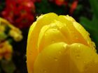 Yellow Tulip