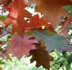 Oak Leaves Autumn