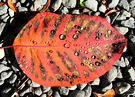 Raindrop Fall Leaf