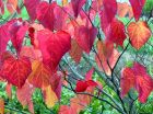 Red Cercis Leaves