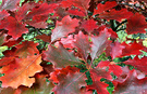 Red Oak Leaves