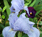 Bluer Iris Pansy