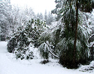 Cordylines Snow