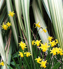 Daffodil Flowers Flax