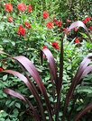 Dahlias Red Flax