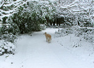 Dog In The Snow