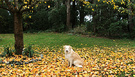 Fall Leaves Dog