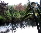 Flax Pond Reflections