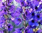 Flower Perennial Delphinium