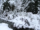 Garden Flax Snow