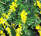 Genista Broom Shrub