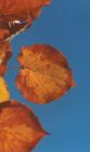 Ginko Trees Autumn Garden Blue Sky Leaves