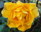 Golden Rose Cold