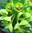 Green Euphorbia