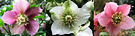 Hellebores